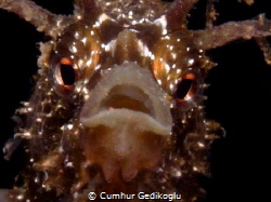 Hippocampus guttulatus
Speckled Seahorse was astonished ... by Cumhur Gedikoglu 